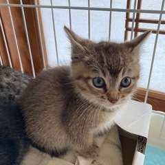 野良猫の子　　お話合い中　一旦中止