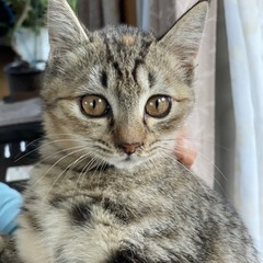 生後約3ヶ月の猫ちゃんです − 熊本県
