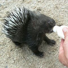 アフリカタテガミヤマアラシ　あかちゃん