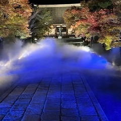 最終値下げ　京都仁和寺　雲海ライトアップと特別拝観券