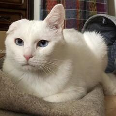 水沢駅周辺　白猫探しています