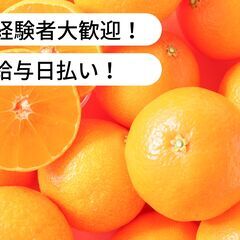 【日払い】愛媛県松山市吉藤で紅まどんなの運搬お仕事！【単発/短期求人】