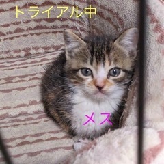 生後1ヶ月半くらいの子猫 オス1匹 - 五所川原市