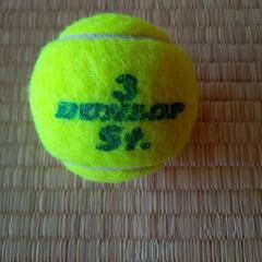 公式テニスボールです～よ。( =＾ω＾)