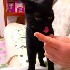 甘えん坊の黒猫タルト♥ - 猫