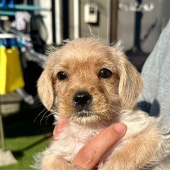 【飼い主様決まりました】Mシュナ×キャバリアの男の子☀️