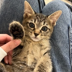 生後2ヶ月の子猫の里親募集中です。 - 帯広市