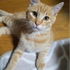 子猫の里親さんを探しております。