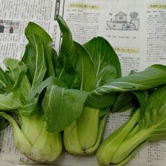 予約有★チンゲン菜3株