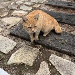 【急募】　茶トラの女の子