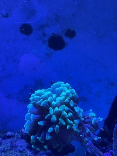 海水魚、サンゴ