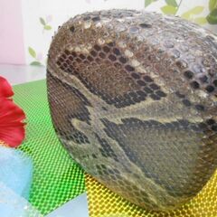 新品未使用゜12.000円 金襴胴巻、黒檀爪、松脂付き 蛇皮強化(二重張)型