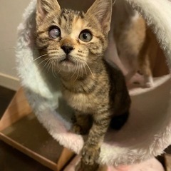 麦わら　茶白　甘えん坊の可愛い子猫　里親決定 − 栃木県