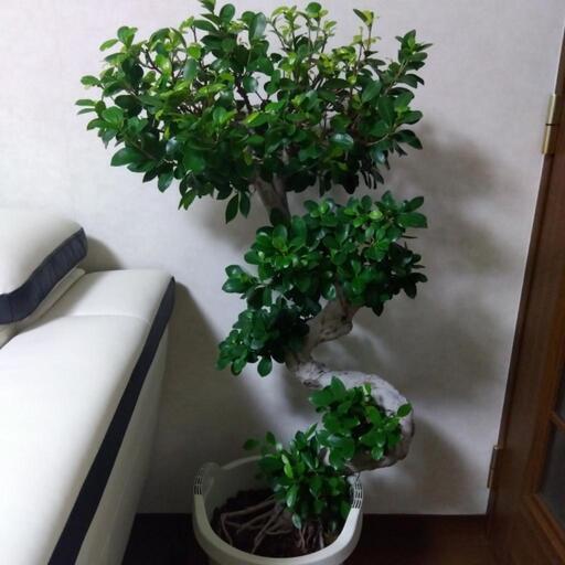 ✰ありがとうございますm(__)m決まりました❗今週末取り引き特別価格　観葉植物　熱帯植物　ガジュマル特大昇り龍 120㎝