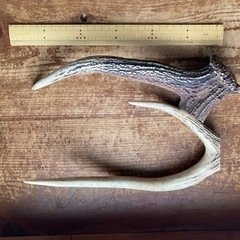 ニホンジカの角 約12kg
