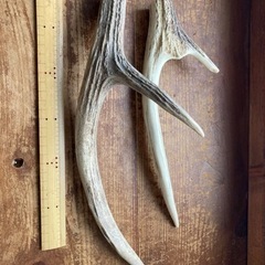 ニホンジカの角 約12kg
