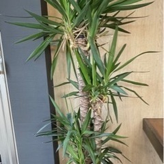 早い者勝ち☆値下げ中 観葉植物約160cm