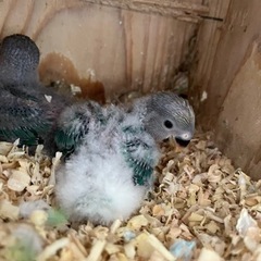 コザクラインコ　赤ちゃん　挿し餌