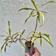 ドラセナ　ソングオブインディア　観葉植物