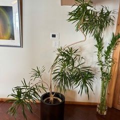 観葉植物「ドラセナ」大
