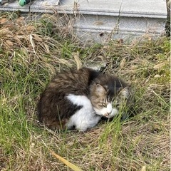 緊急　2匹の猫の保護先を探しています※終了