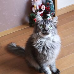 12月10日(日)🎄🎅🎄三鷹で猫の譲渡会🎄🎅🎄大人の猫特集　沖縄猫特集もやります。　グレー長毛の男の子　生後4ヶ月　買い主不在確認済み - 猫