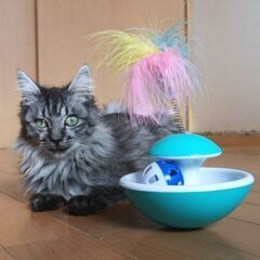 12月10日(日)🎄🎅🎄三鷹で猫の譲渡会🎄🎅🎄大人の猫特集　沖縄猫特集もやります。　グレー長毛の男の子　生後4ヶ月　買い主不在確認済み - 三鷹市