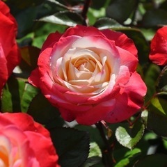 バラ「ノスタルジー」高さ1.1m位　5月頃開花予定