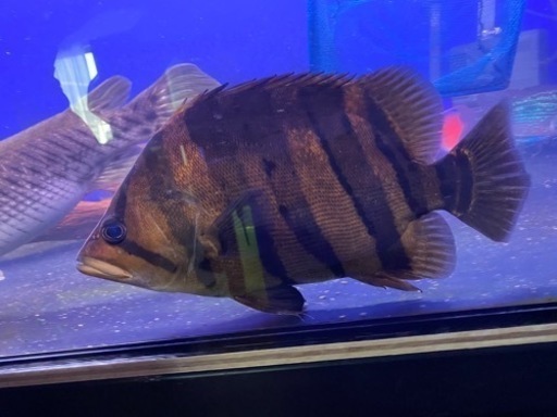 ダトニオプラスワン