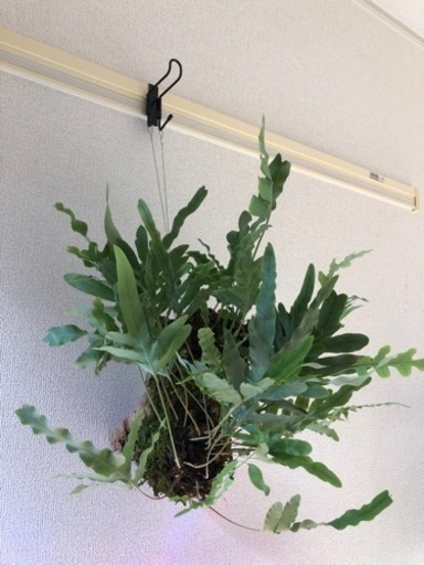フレボディウムブルースター　板付　観葉植物