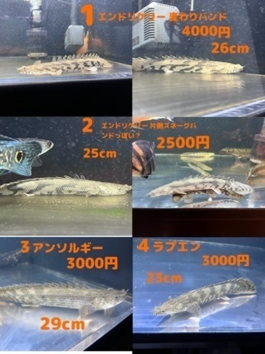 熱帯魚  ポリプテルス