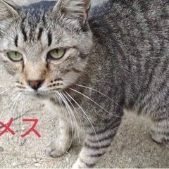 元飼い猫でした