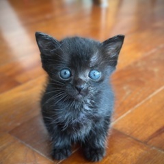 【生後１ヶ月半】甘えん坊な黒猫