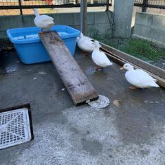コールダック雄3羽、メス1羽、ホワイトカラー