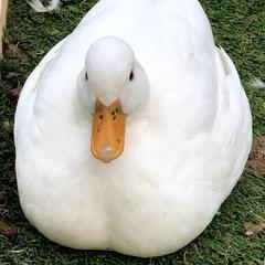 コールダック雄3羽、メス1羽、ホワイトカラー