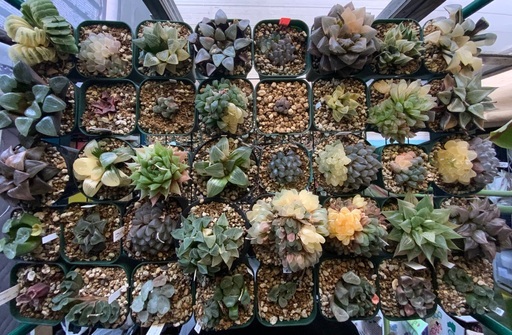 多肉植物 ハオルチア10本セット