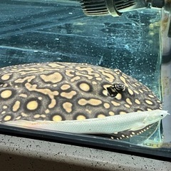 淡水エイハイブリッドメス