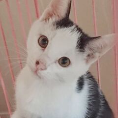 子猫３兄弟元気いっぱい生後４ヶ月 - 猫