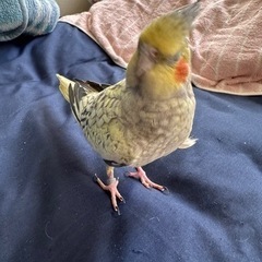 （募集終了）オカメインコ8ヶ月