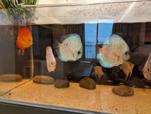 熱帯魚ディスカスとエンゼルス、１２０センチADA水槽セット 熱帯魚ディスカスとエンゼルス、120センチADA水槽セット