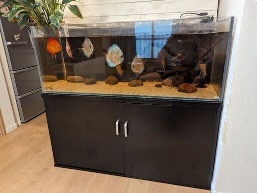 熱帯魚ディスカスとエンゼルス、１２０センチADA水槽セット