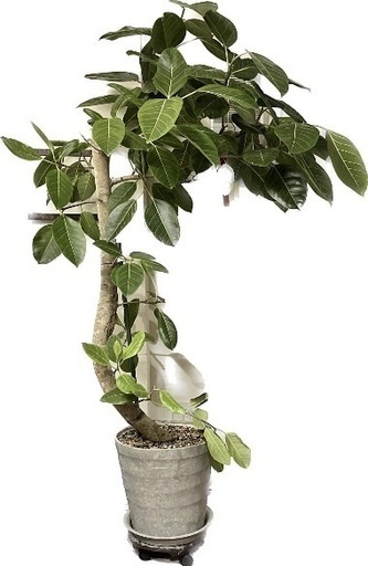 フィカス(180cm) 観葉植物　植木鉢
