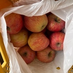 家庭用ふじりんご 1袋約5キロ