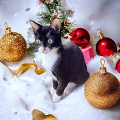 12月10日(日)🎄🎅🎄三鷹で猫の譲渡会🎄🎅🎄白黒の女の子　生後5ヶ月　沖縄猫特集もやります。飼い主不在確認済みの画像
