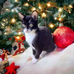 12月10日(日)🎄🎅🎄三鷹で猫の譲渡会🎄🎅🎄白黒の女の子　生後5ヶ月　沖縄猫特集もやります。飼い主不在確認済み - 三鷹市