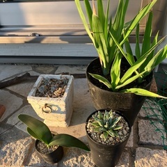 植物４鉢セットになります！！