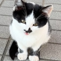 白黒のかわいい子猫の画像
