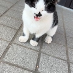 白黒のかわいい子猫 - 霧島市