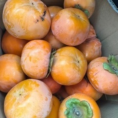 かつらぎ町の富有柿、1個30円、小さいのは2個30円