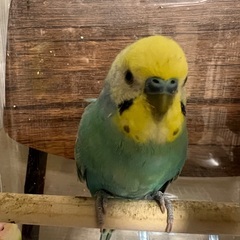 セキセイインコ　オス1歳